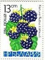 (1984-025) Марка Болгария "Ежевика"   Фрукты II Θ