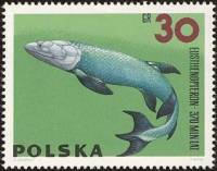 (1966-004) Марка Польша "Лопастопёрая рыба"   Доисторические животные II Θ