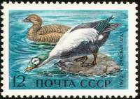1972-006 Марка СССР Очковая гага   Водоплавающие птицы - обитатели морей и океанов III O