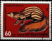 (1985-009) Марка Болгария "Широкополосый мунго"   Экзотические хищники III Θ