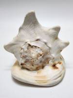 Раковина ракушка морская натуральная среднего размера