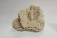 Морской коралл "Мозговик", натуральный (сост. на фото)