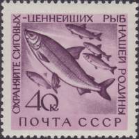 1960-079 Марка СССР Сиг   Фауна СССР. Охрана ценных рыб и морских животных III Θ