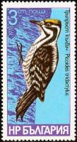 (1978-060) Марка Болгария "Трёхпалый дятел"   Дятлы II Θ