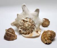 Раковина ракушка морская большая (скол) и 3 небольших ракушки