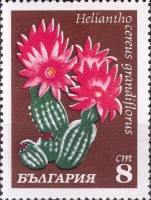 (1970-024) Марка Болгария "Хелионто цереус крупноцветный"   Кактусы II Θ