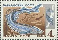 1966-093 Марка СССР Осетр   Промысловые рыбы Байкала III Θ