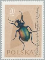 (1961-060) Марка Польша "Красотел пахучий"   Насекомые III O