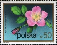 (1972-074) Марка Польша "Шиповник"    Кустарниковые Цветы I Θ