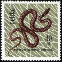 (1963-025) Марка Польша "Медянка"   Рептилии и амфибии III Θ