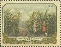 1956-091 Марка СССР Кукурузное поле   Сельское хозяйство в СССР III O