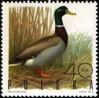 (1970-003) Марка Польша "Кряква"   Пернатая дичь III Θ