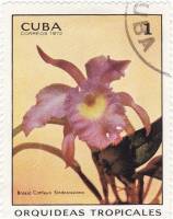 (1972-009) Марка Куба "Брассокаттлея"    Орхидеи III Θ