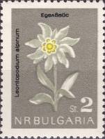 (1963-049) Марка Болгария "Эдельвейс альпийский"   Цветы II Θ