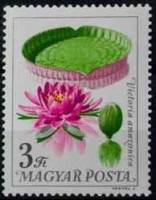 (1965-084) Марка Венгрия "Виктория амазонская"    Цветы ботанического сада II Θ