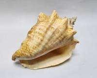 Морская раковина большая 24см (сост. а фото)