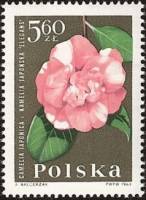 (1964-094) Марка Польша "Японская камелия"   Садовые цветы II Θ