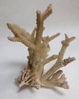 Мрской коралл "Бранч", натуральный (сост. на фото)