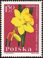 (1964-090) Марка Польша "Нарцисс"   Садовые цветы III O