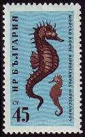 (1961-051) Марка Болгария "Морской конёк"   Фауна Чёрного моря III Θ