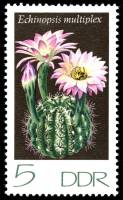 (1974-016) Марка Германия (ГДР) "Эхинопсис"    Кактусы III O