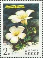 1977-025 Марка СССР Камнеломка сибирская  Цветы гор Сибири III O