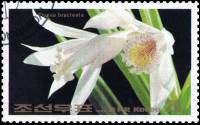 (1984-042) Марка Северная Корея "Туния брактеата"   Цветы III Θ