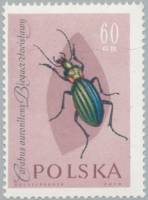 (1961-064) Марка Польша "Жужелица золотисто-блестящая"   Насекомые III Θ