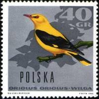 (1966-070) Марка Польша "Обыкновенная иволга"   Птицы II Θ