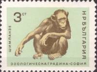(1966-031) Марка Болгария "Шимпанзе"   Софийский зоопарк II O
