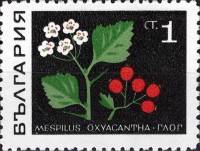 (1969-002) Марка Болгария "Мушмула"   Лекарственные растения III Θ