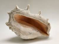 Раковина ракушка морская большая натуральная