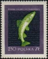 (1958-010) Марка Польша "Кумжа"   Рыбы III не использовать Θ
