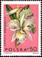 (1965-054) Марка Польша "Каттлея Варшевича"   Орхидеи III Θ
