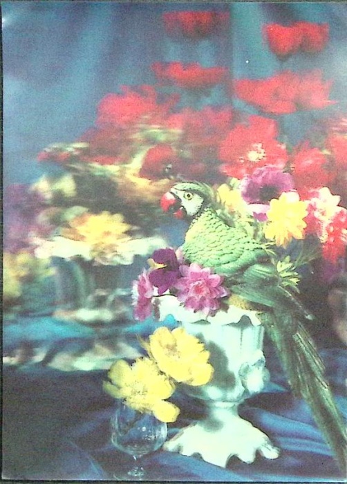 Стерео-открытка Попугай в цветах  ,    с. 