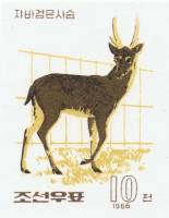 (1966-075) Марка Северная Корея "Индийский мунтжак"   Зоопарк Пхеньяна III Θ