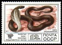 1977-103 Марка СССР Кобра среднеазиатская  Фауна III O