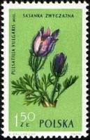 (1962-044) Марка Польша "Прострел обыкновенный"   Растения III Θ