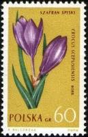 (1962-037) Марка Польша "Крокус"   Растения III Θ