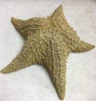 Сувенир Звезда морская (сост. на фото)