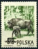 (1954-052) Марка Польша "Зубр" Перф греб 12:12¼   Охраняемые животные III O