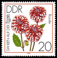 (1979-053) Марка Германия (ГДР) "Георгин "Розали""    Выставка садоводства, Эрфурт II Θ