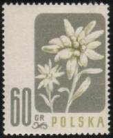 (1957-030) Марка Польша "Эдельвейс альпийский"   Цветы II O