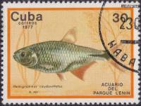 (1977-019) Марка Куба "Ромбовидная тетра"    Аквариум парка Ленина III Θ