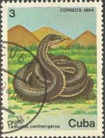 (1984-073) Марка Куба "Кубинский гонщик"    Фауна III Θ