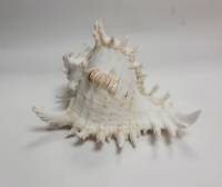 Раковина морская Murex  (сост. на фото)