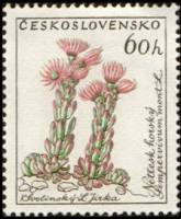 (1960-062) Марка Чехословакия "Молодило горное"   Цветы III O