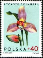 (1965-053) Марка Польша "Ликаста Скиннера"   Орхидеи II Θ