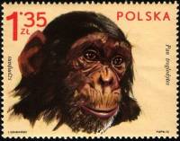 (1972-025) Марка Польша "Шимпанзе"    Животные из зоопарка II Θ