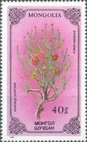 (1986-041) Марка Монголия "Хвойник китайский"    Лекарственные растения III O